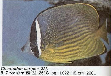 Chaetodon auripes